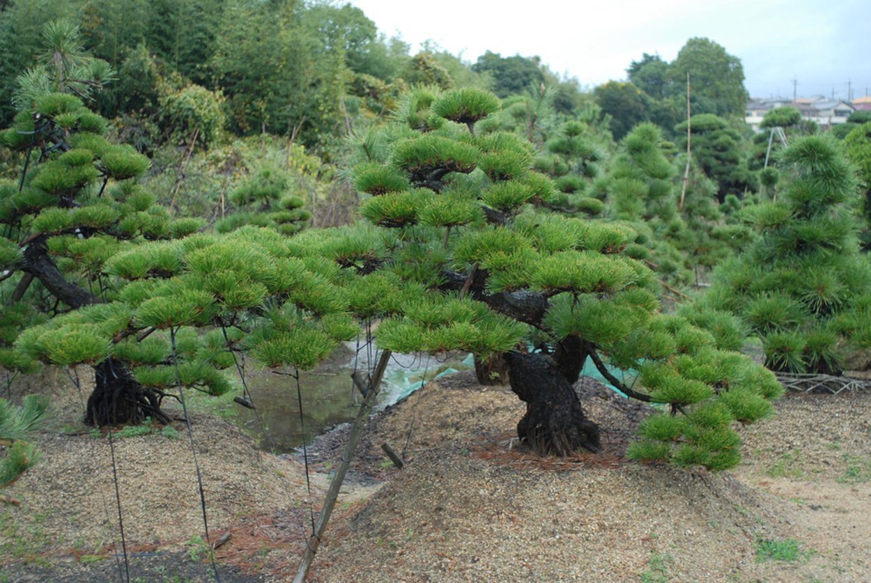 Байсан дерево