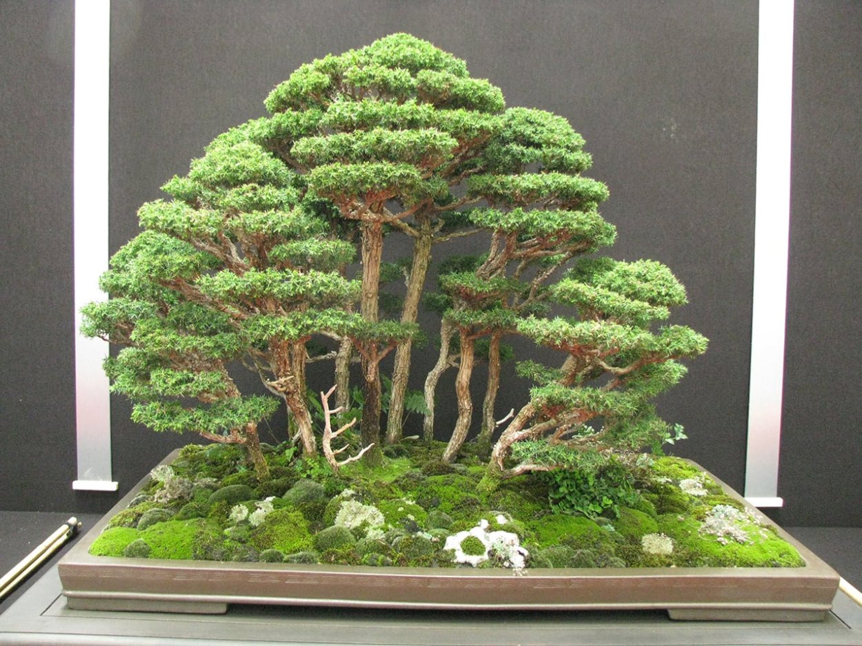 Сосна гималайская бонсай