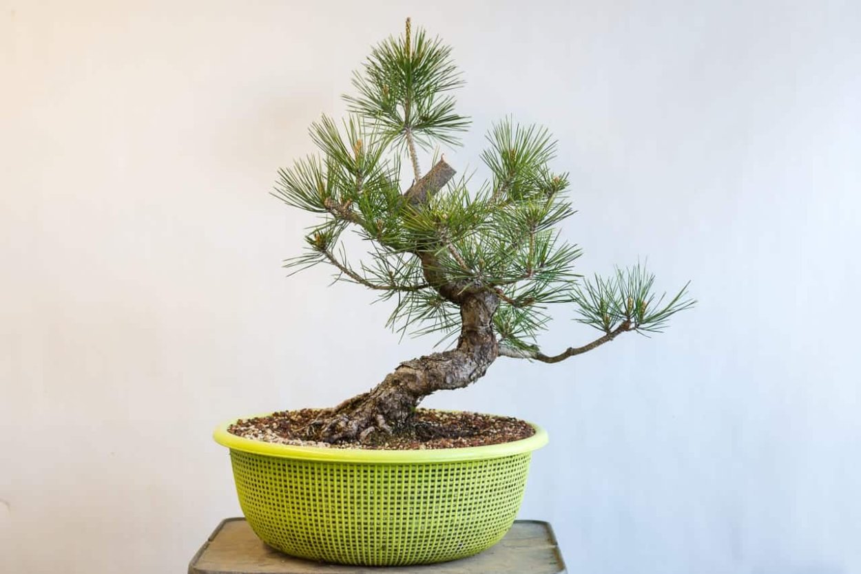 Криптомерия ниваки