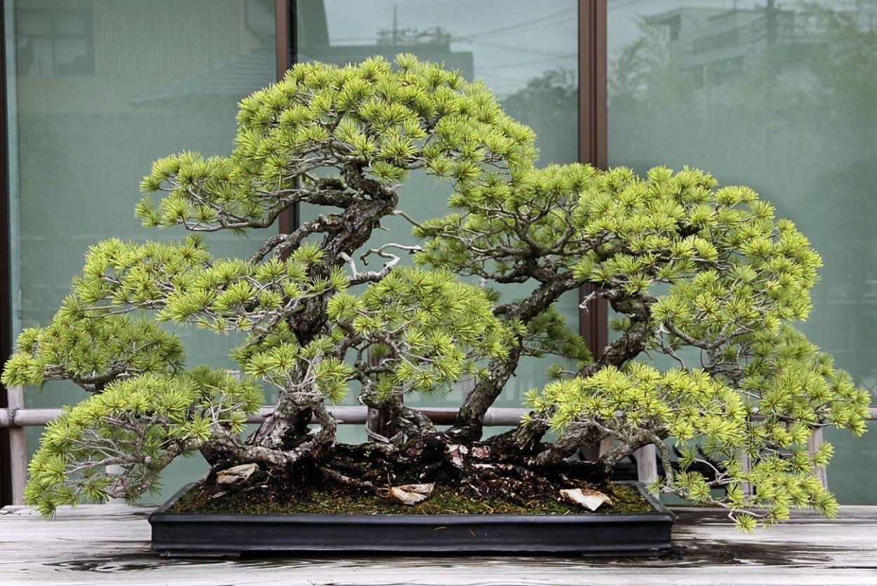 Криптомерия японская бонсай