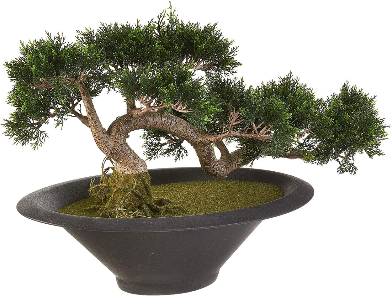 Ель Аянская бонсай