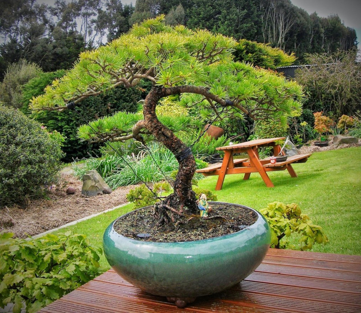 Криптомерия японская комнатная