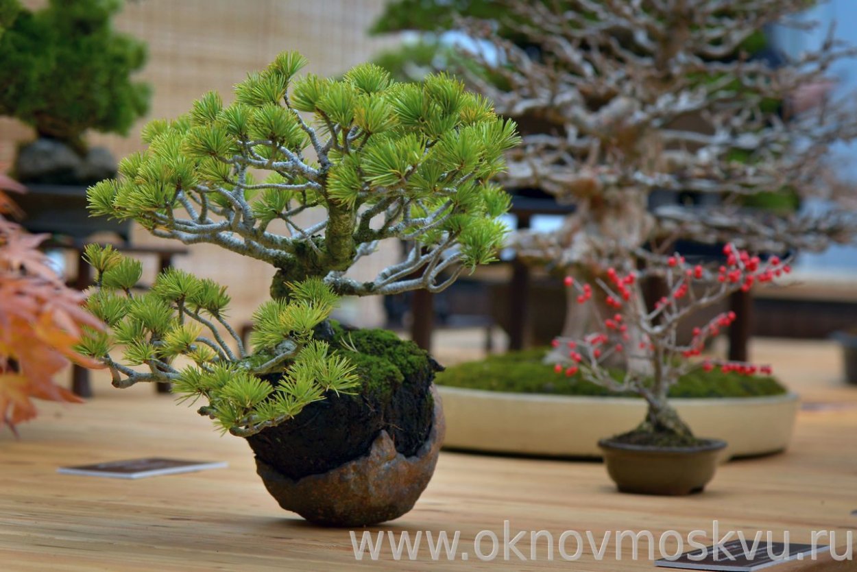 Криптомерия ниваки