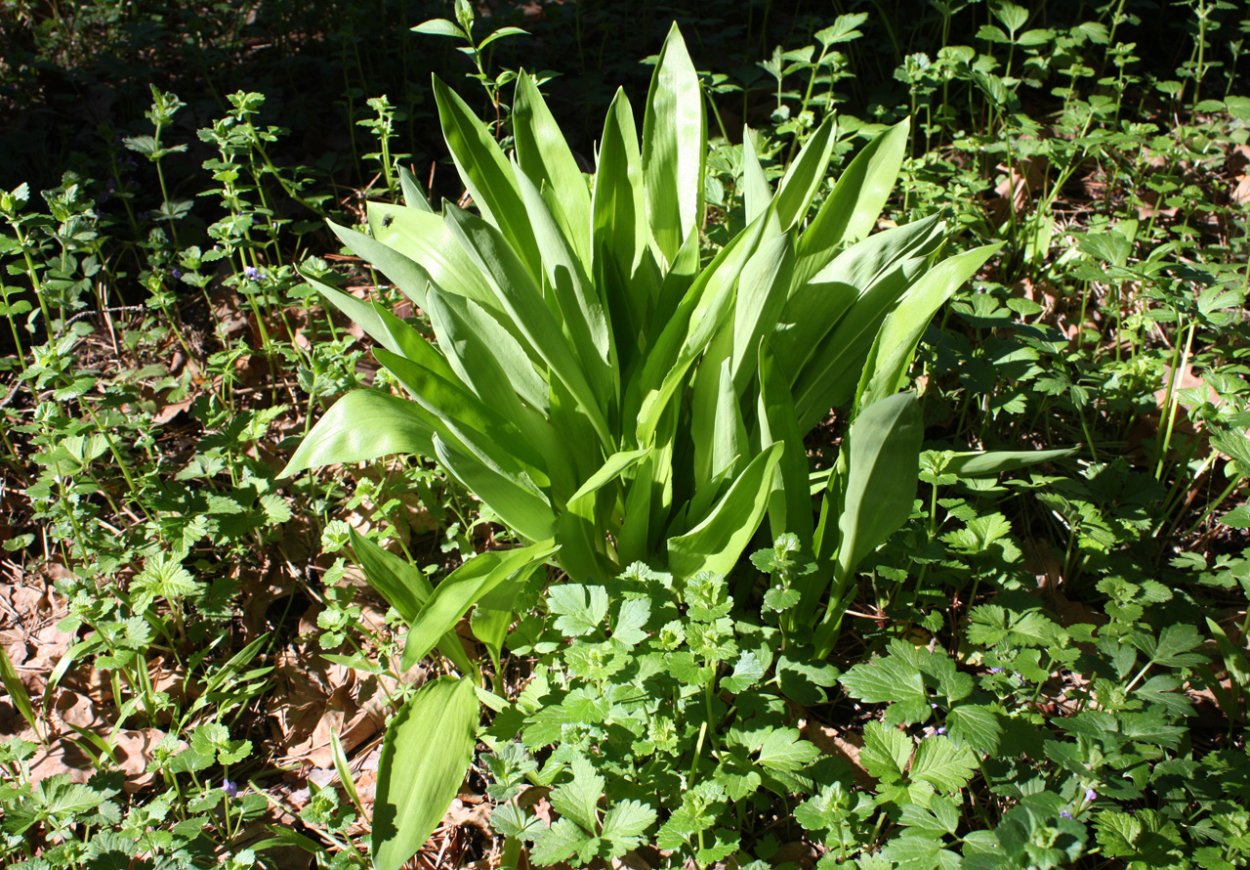 Крымская черемша