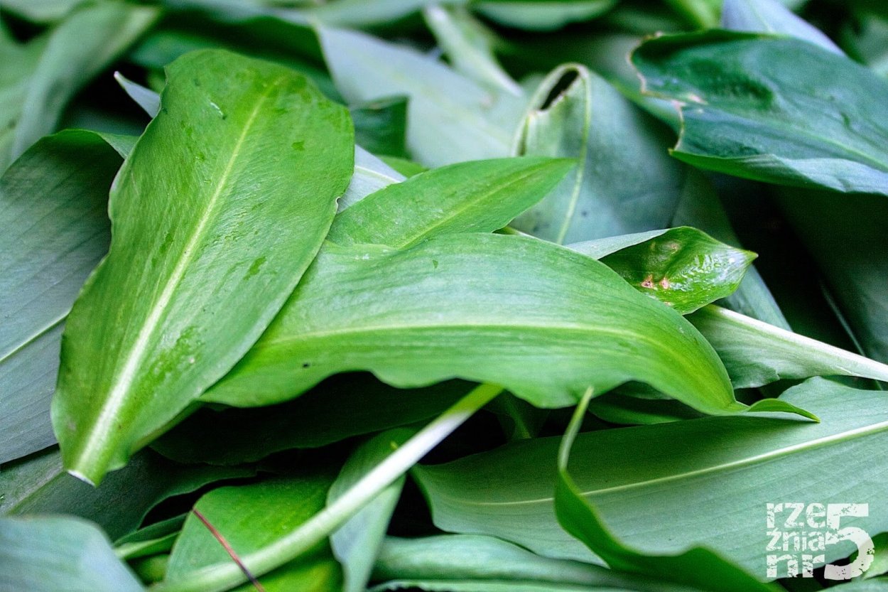 Черемша семена