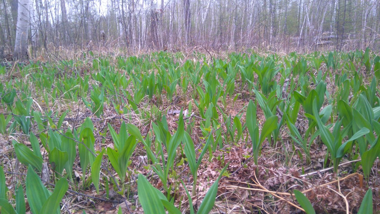 Черемша Закаменск