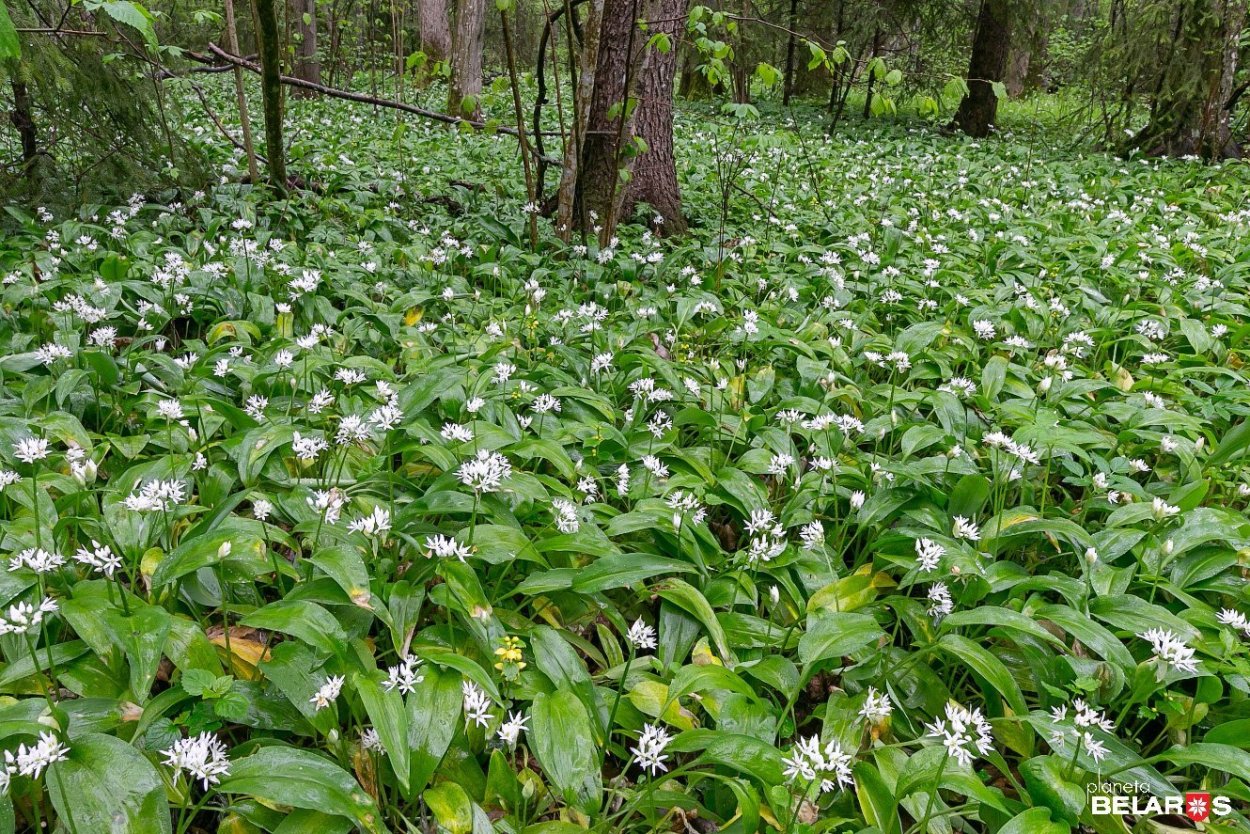 Черемша Красноярский край