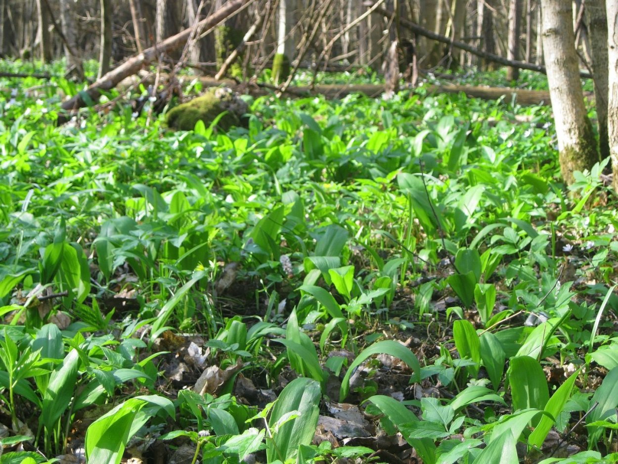 Черемша Байкальская