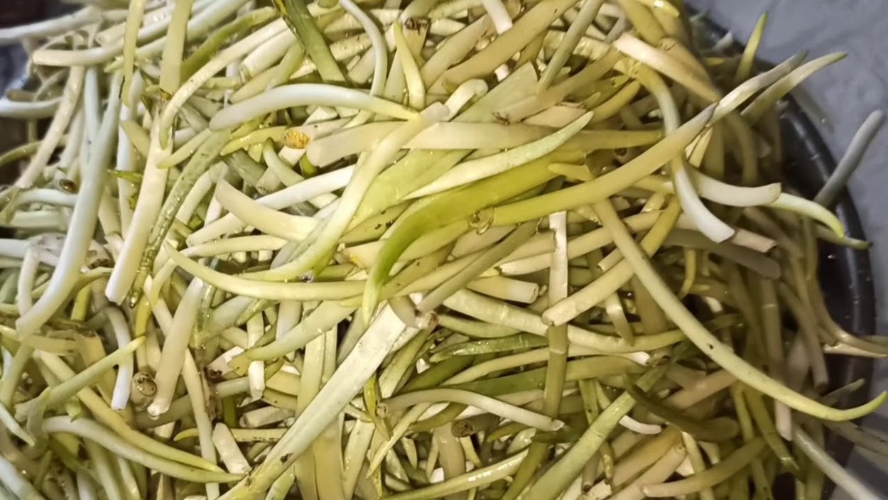 Черемша в Карелии