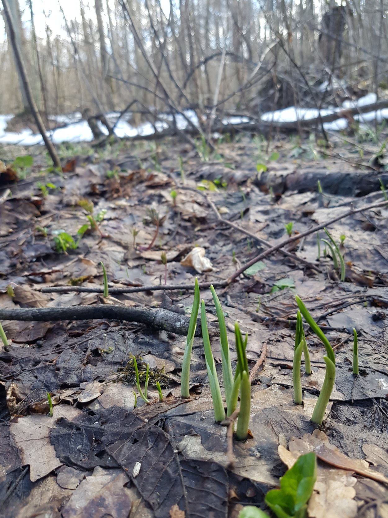 Черемша в лесу