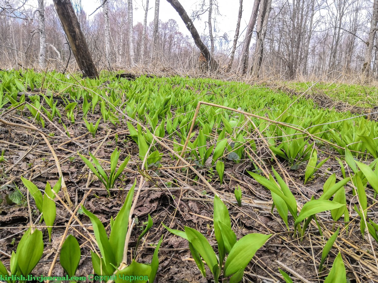 Черемша Агрессор?