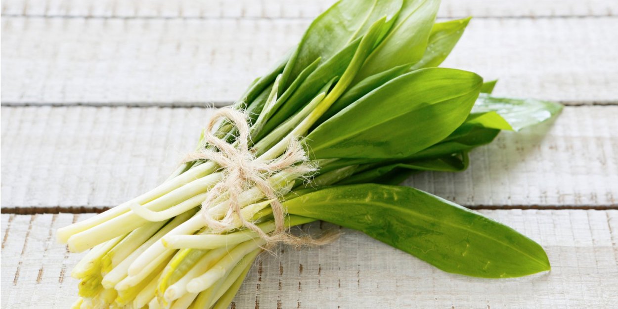 Чесночная трава черемша