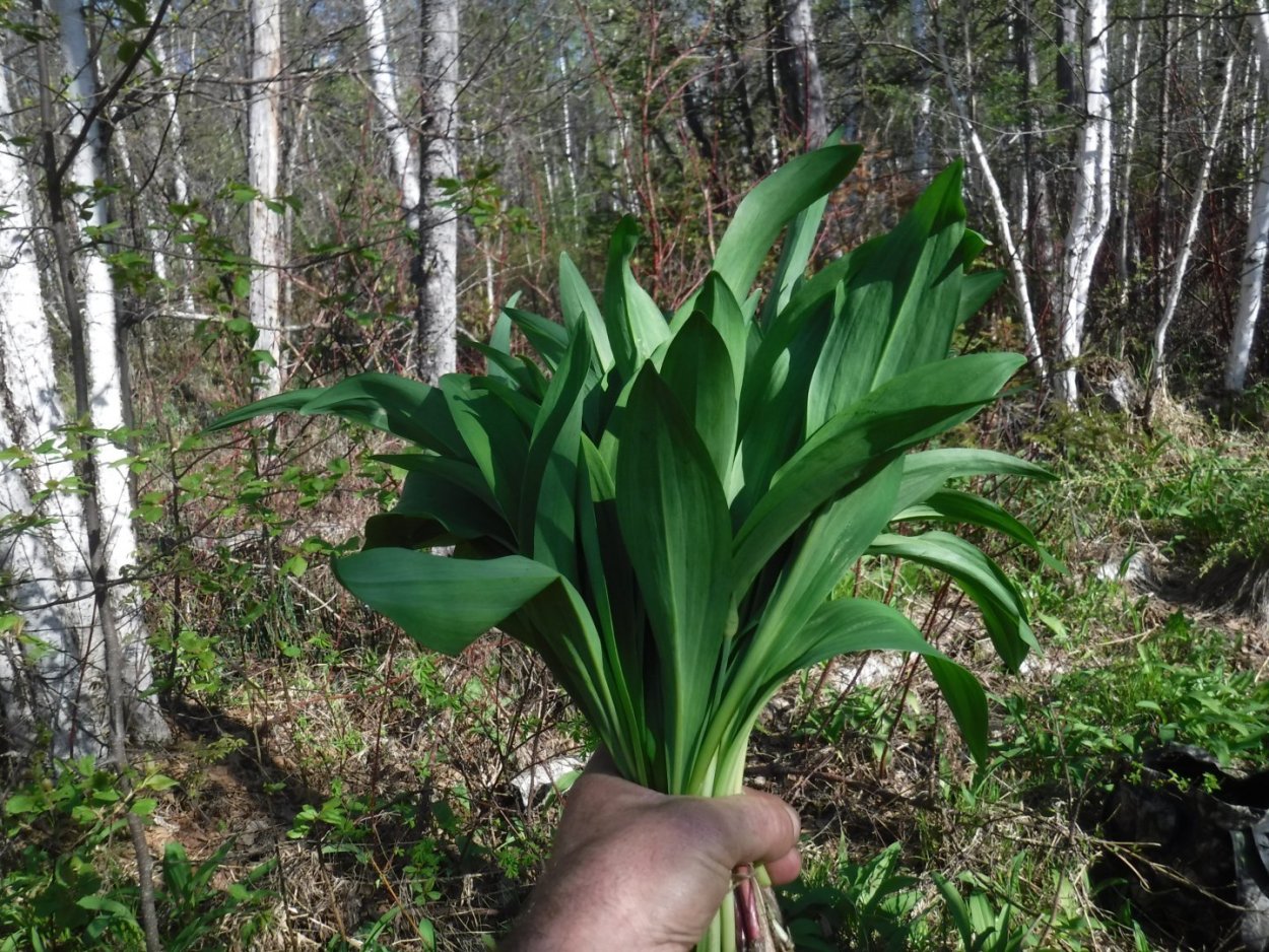 Куст черемши