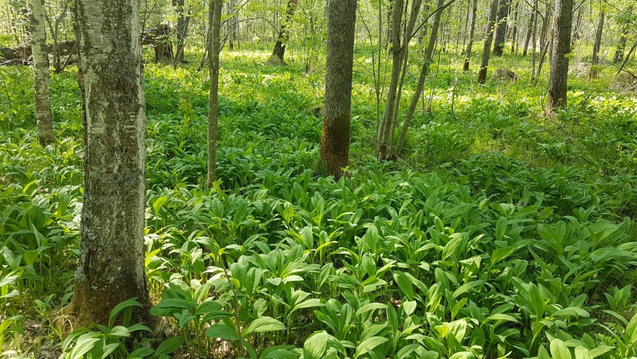 Черемша ФЭГ