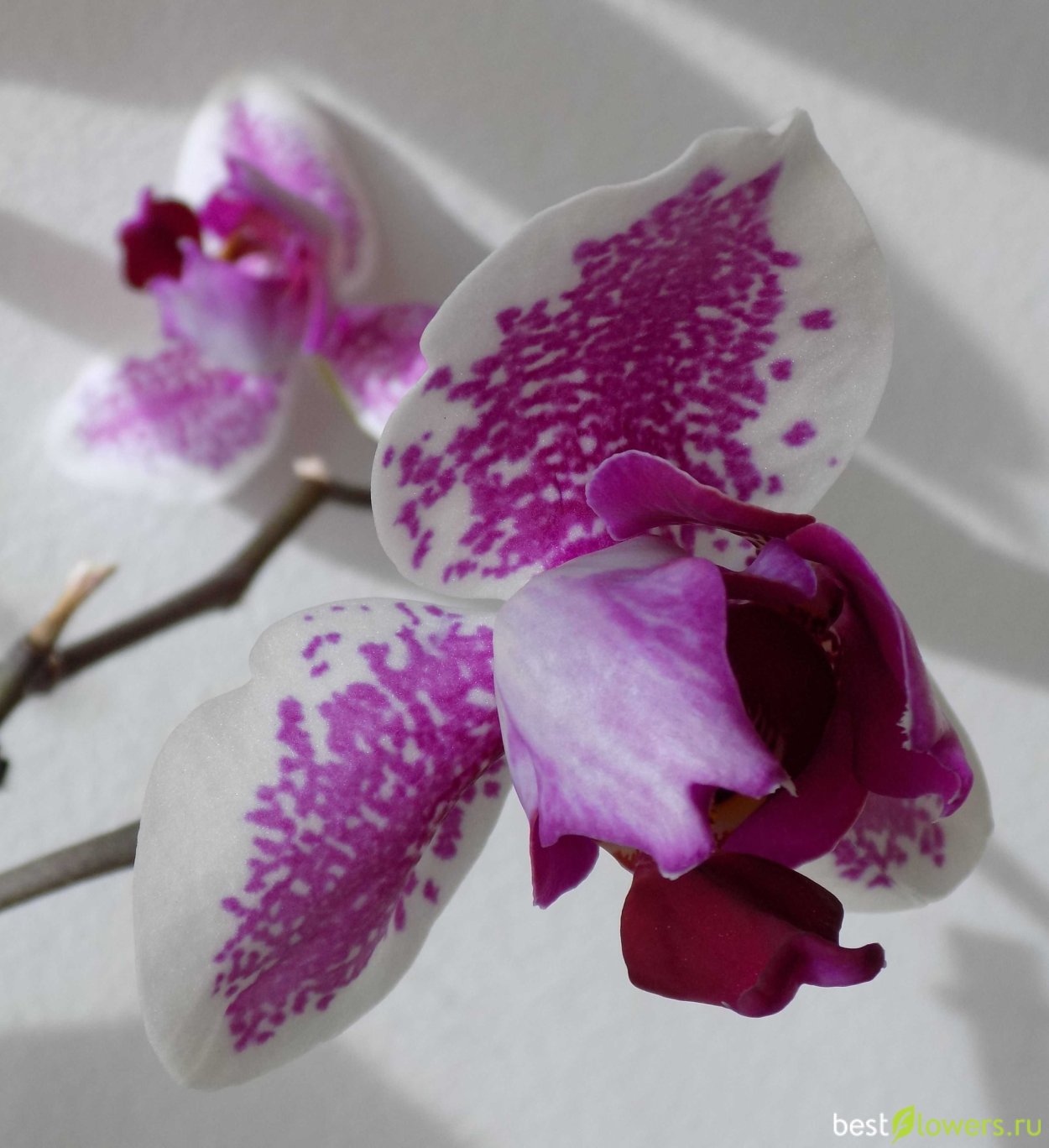 Фаленопсис Аркадия пелорик