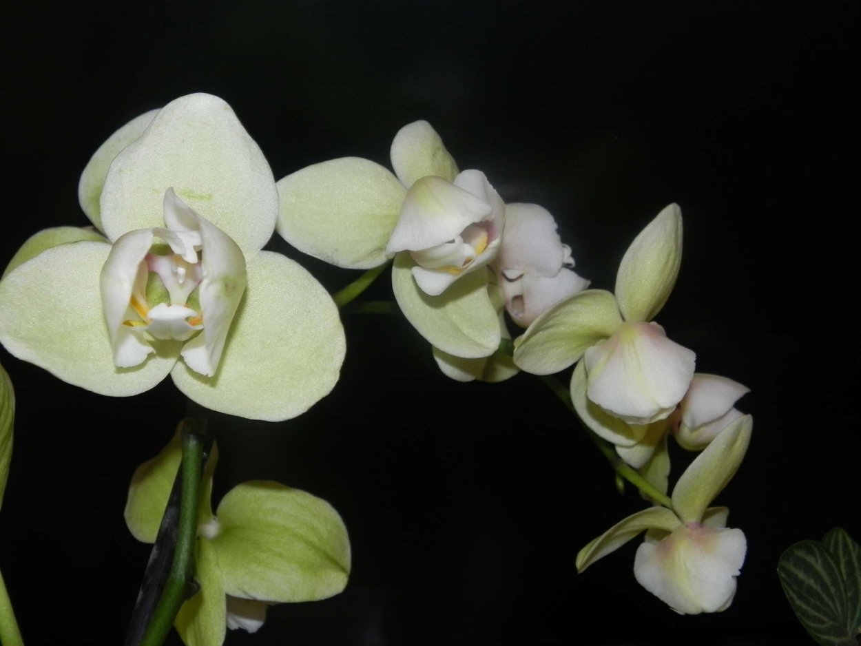 Канкун Орхидея пелорик