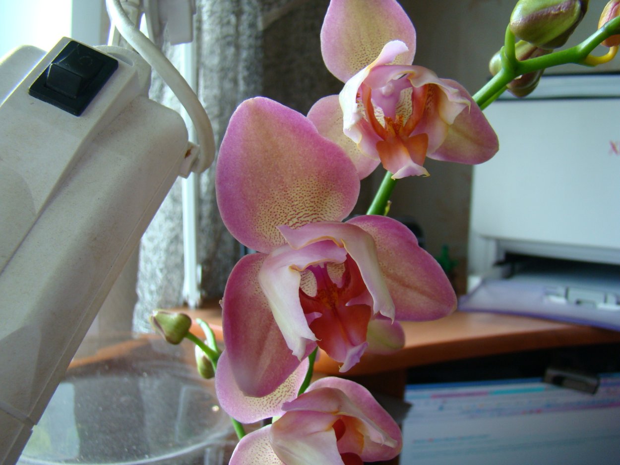 Орхидея легато трилипс