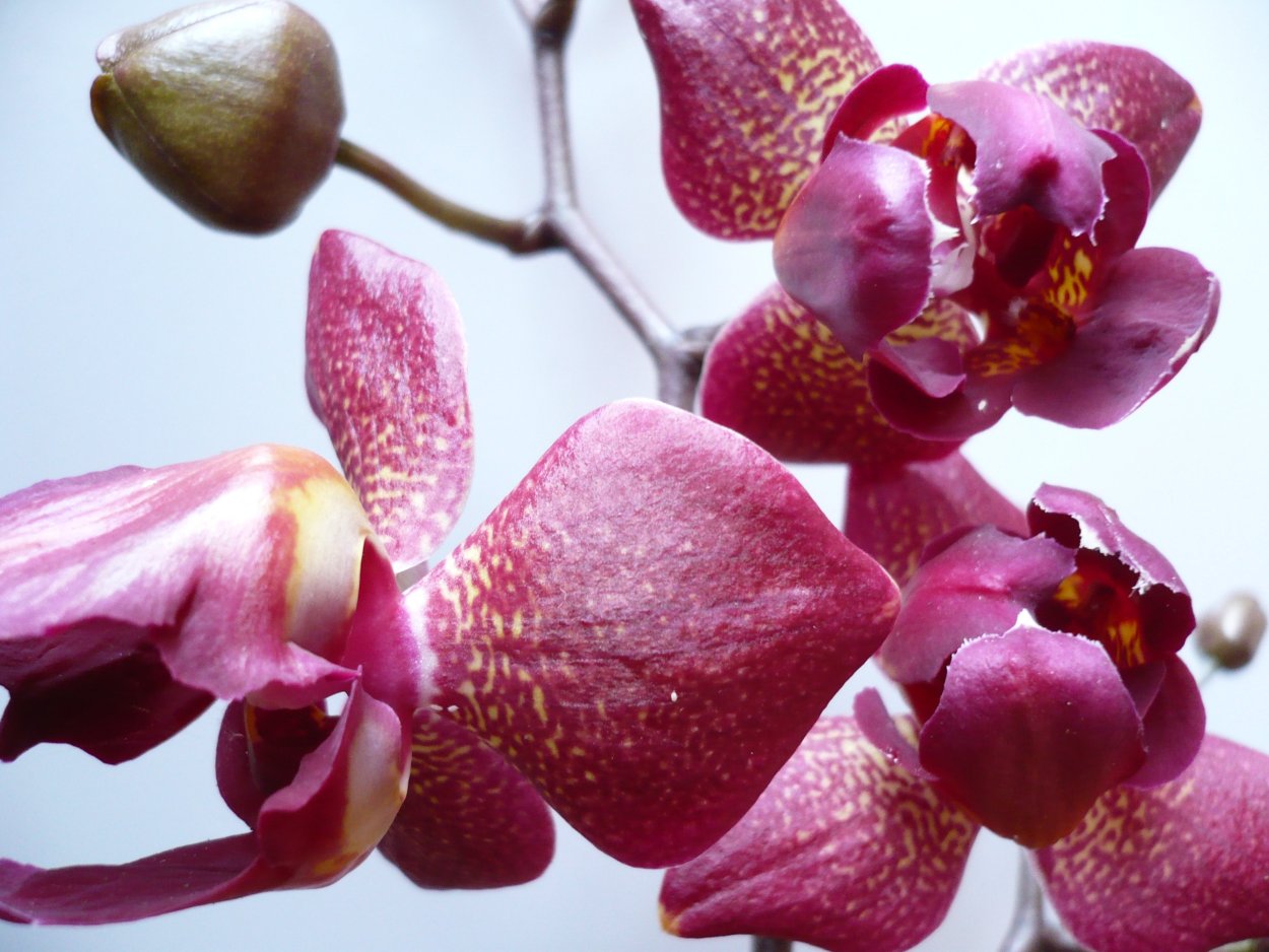 Альбуфера пелорик Орхидея