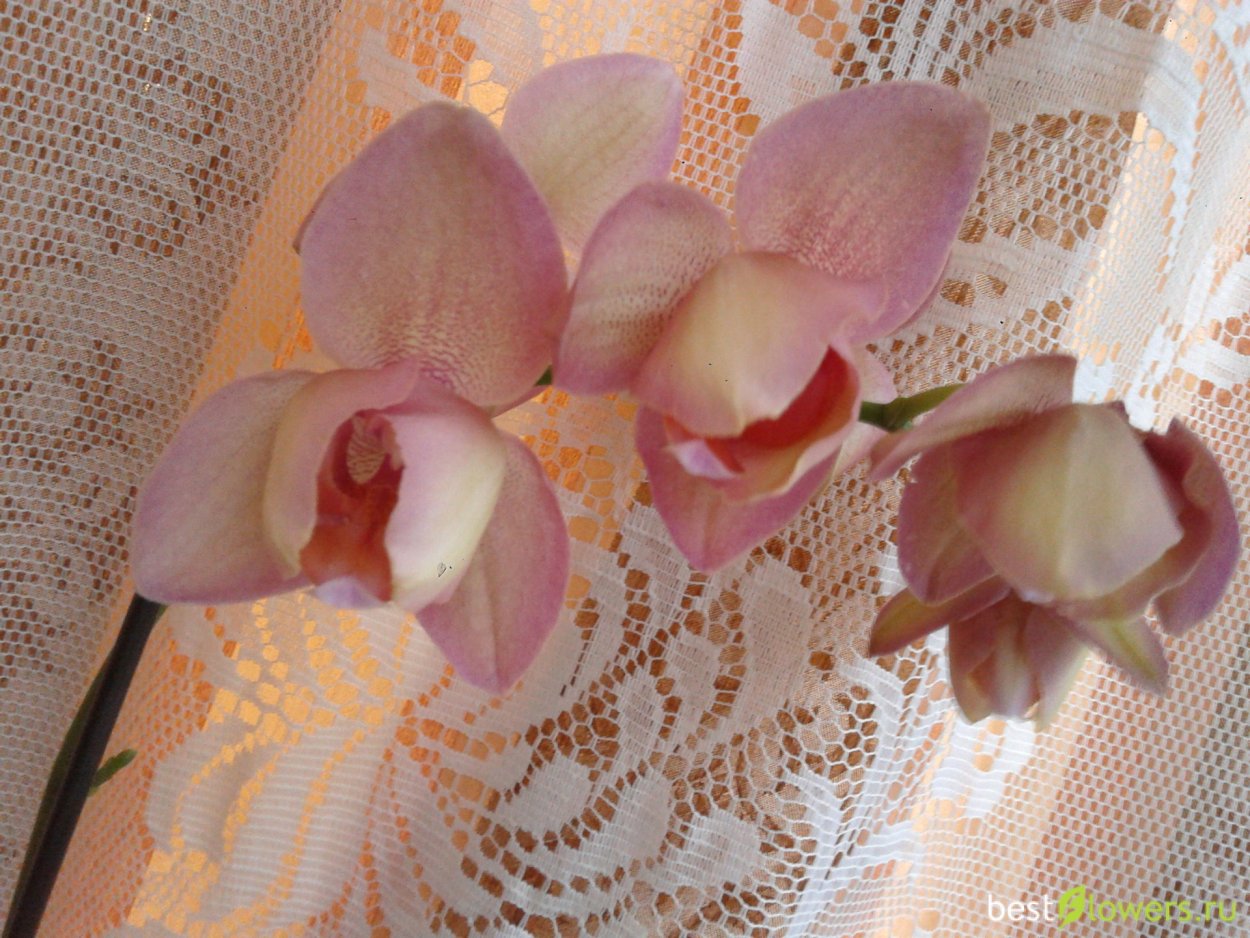 Голден Ягуар Орхидея пелорик