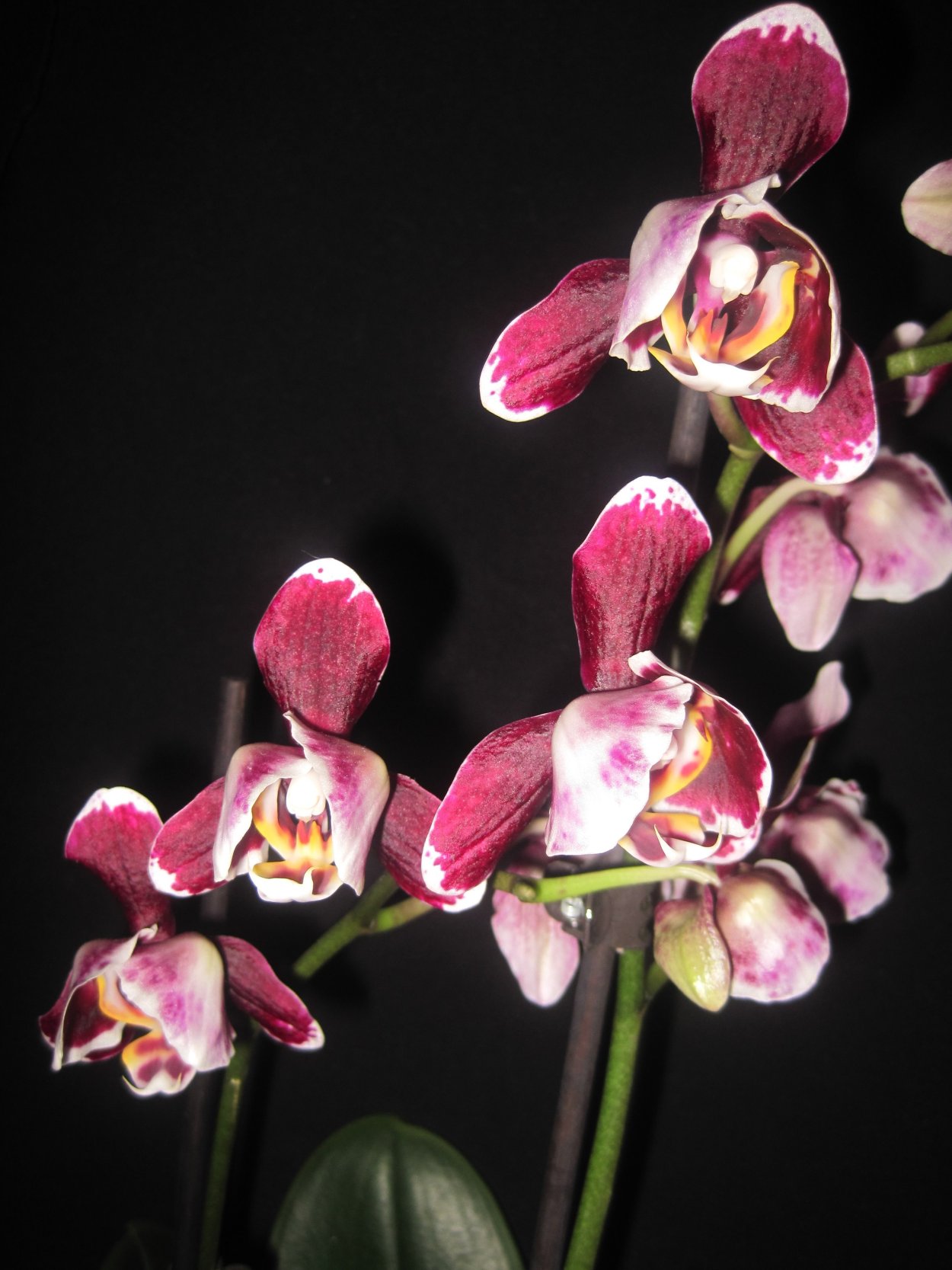 Фаленопсис пелорик