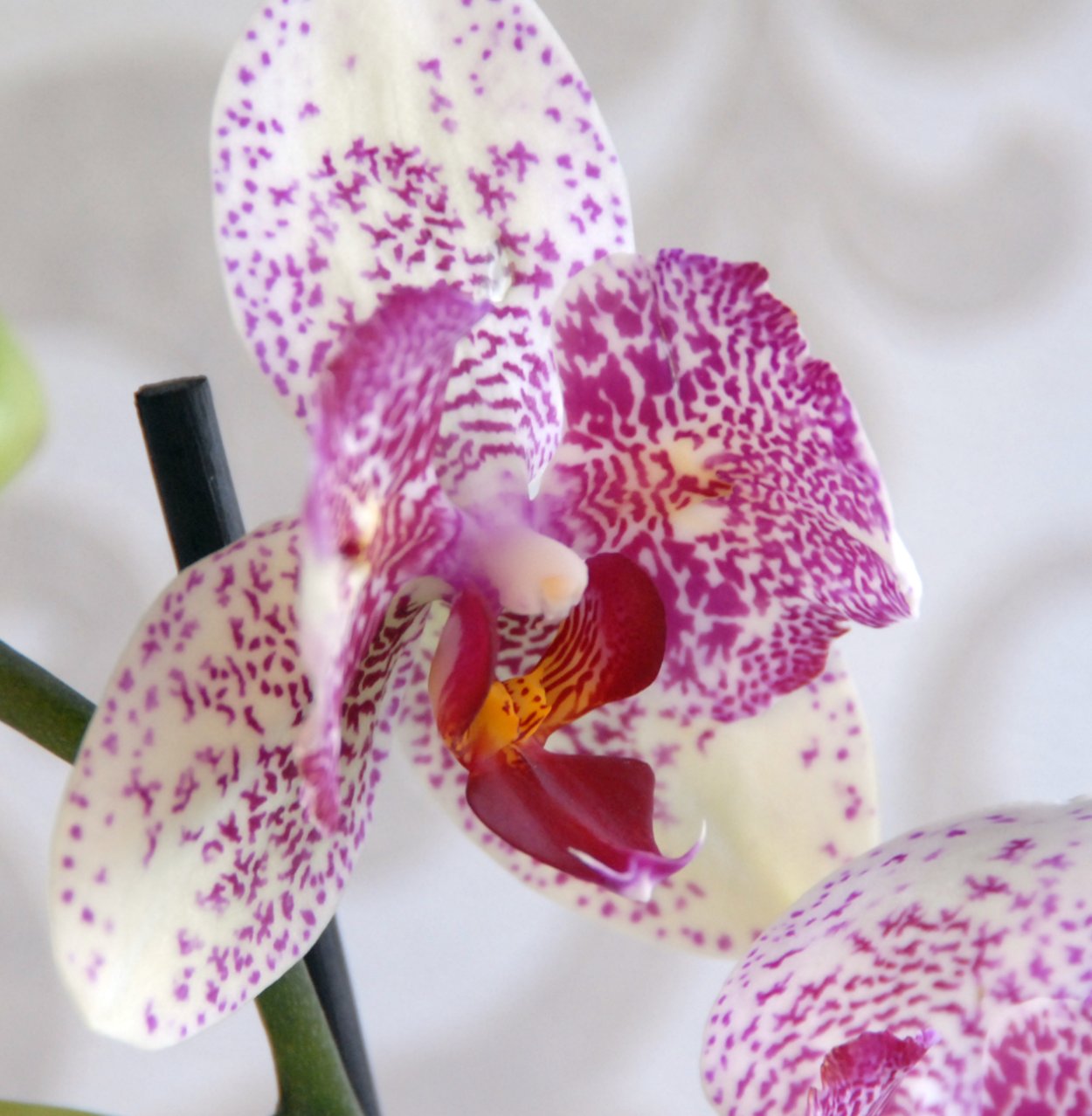 Орхидея little Mary peloric