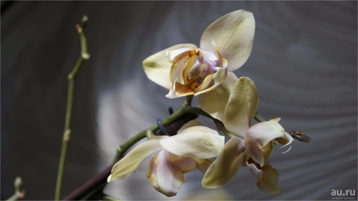 Фаленопсис Канкун пелорик