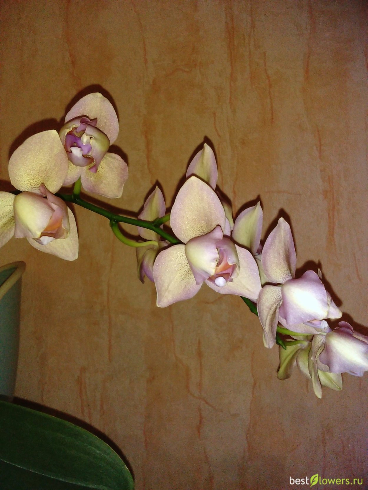 Фаленопсис Канкун пелорик