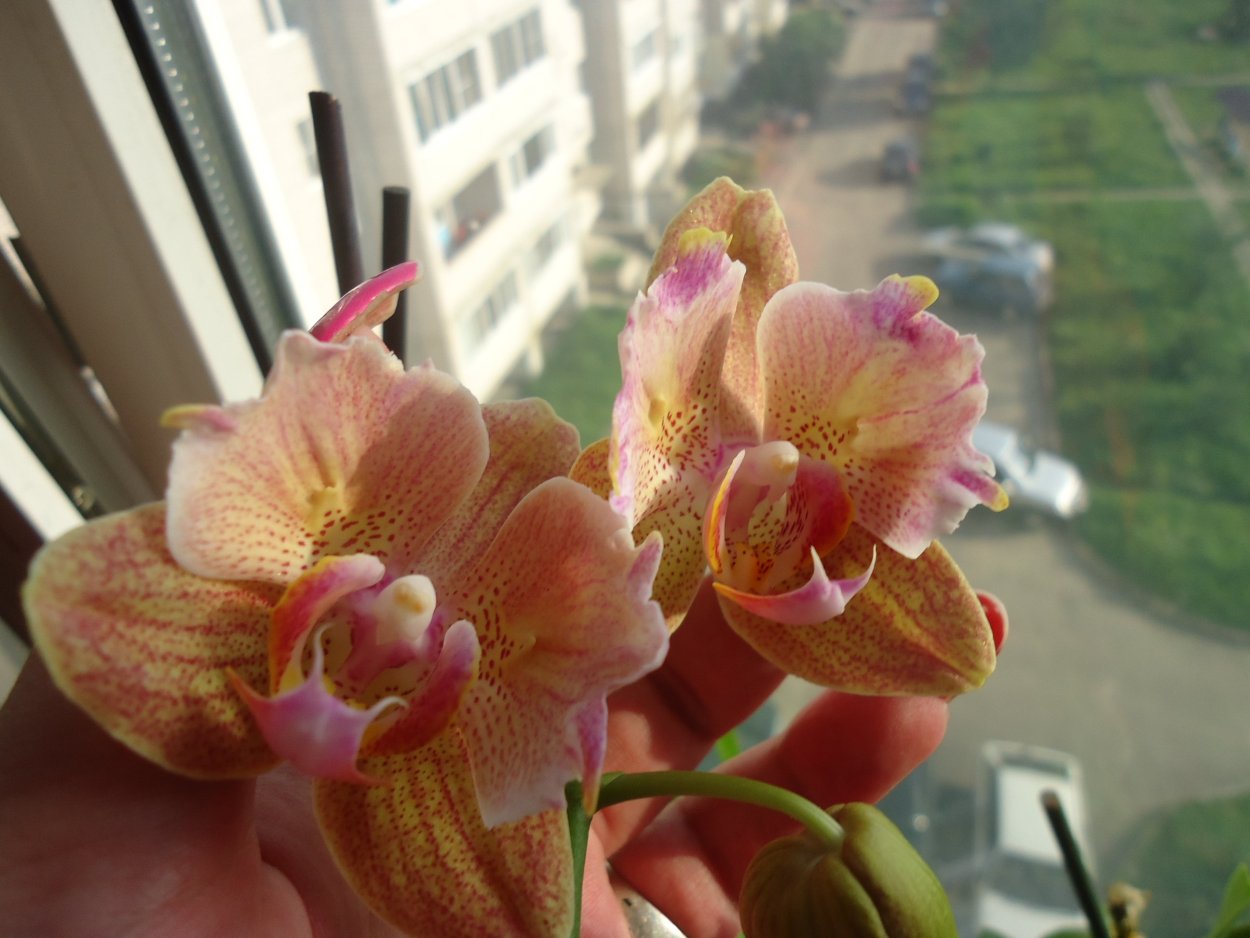 Фаленопсис Амбиансе