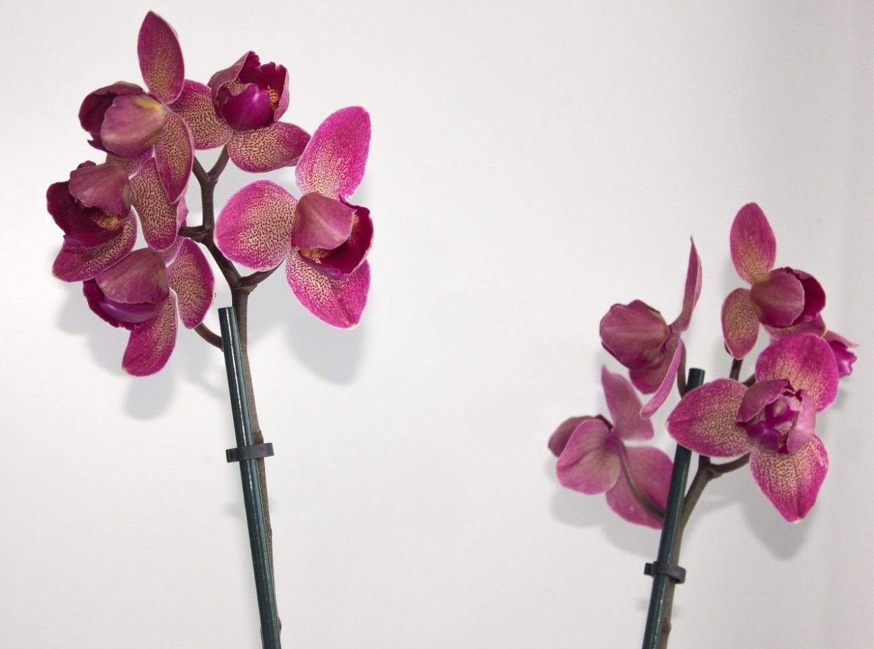 Орхидея Phalaenopsis legato