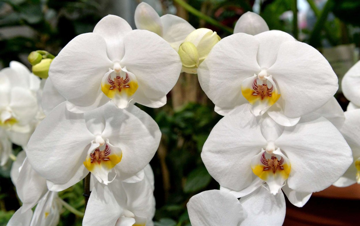 Фаленопсис Атлантис пелорик