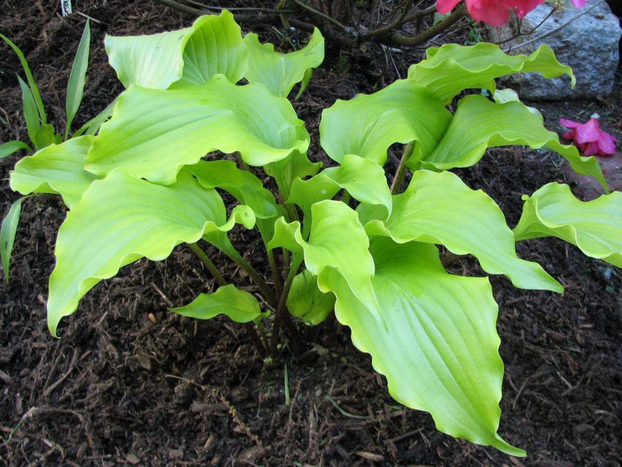 Хоста Cranberry Wine