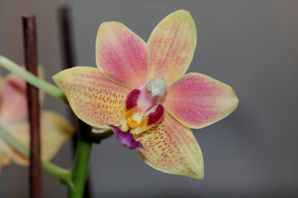 Орхидея Phalaenopsis big Lip