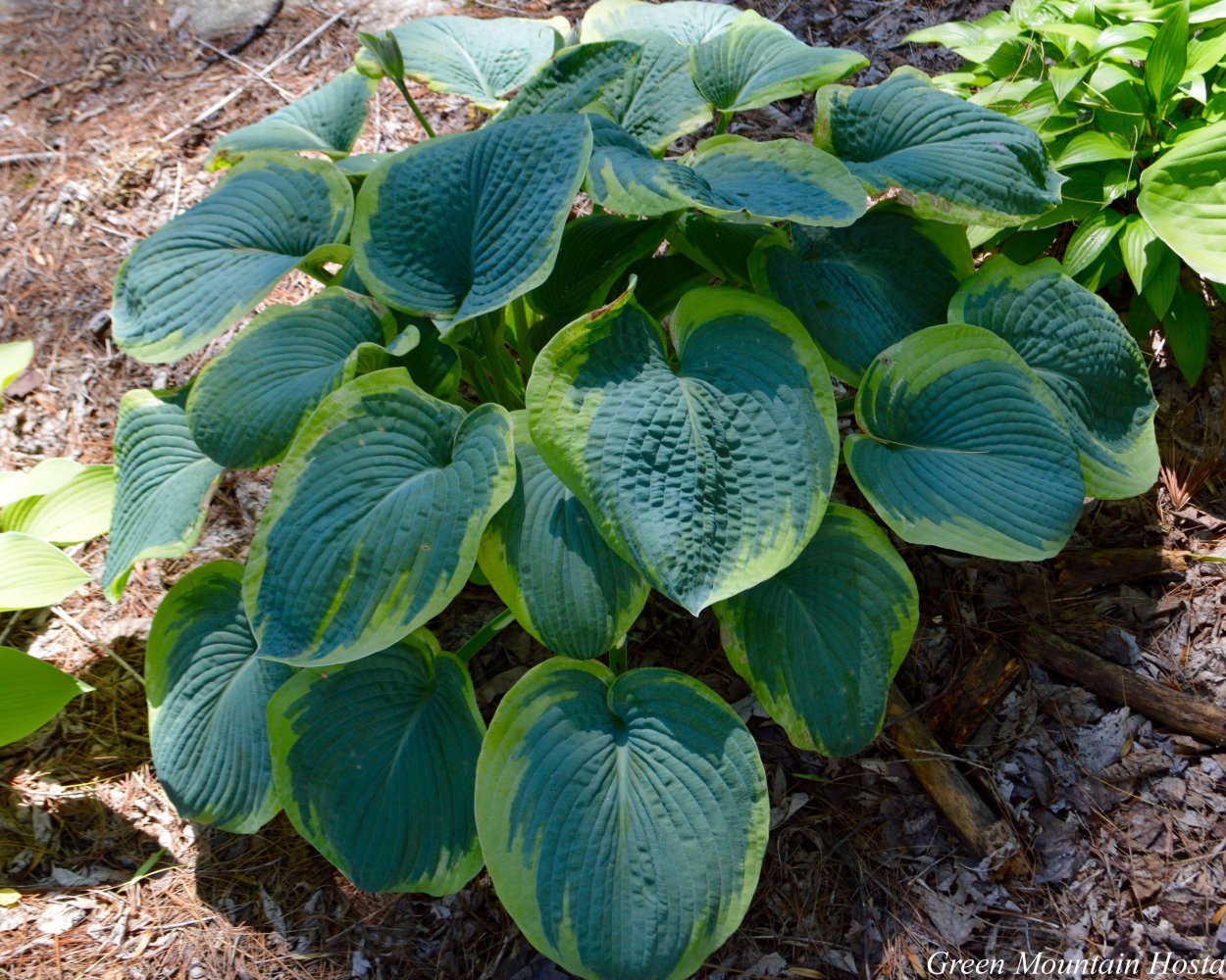 Хоста минки