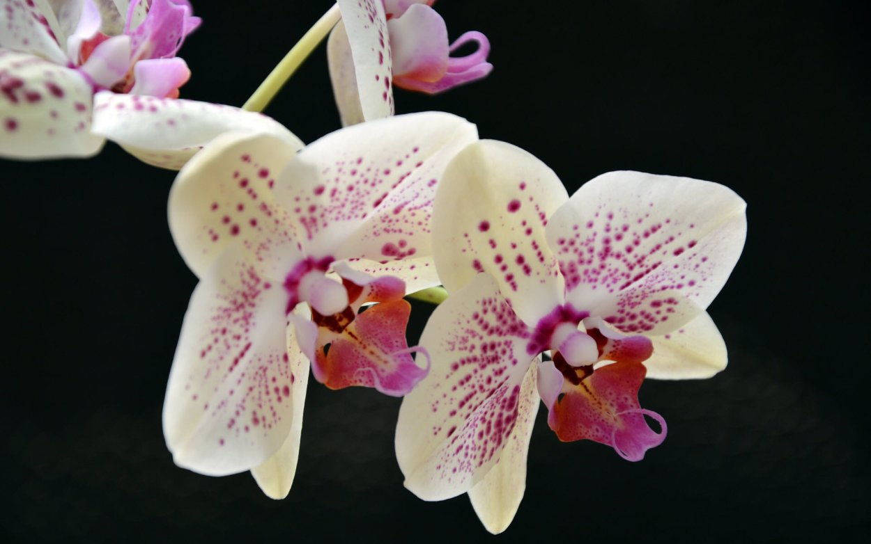 Орхидея Калипсо фаленопсис