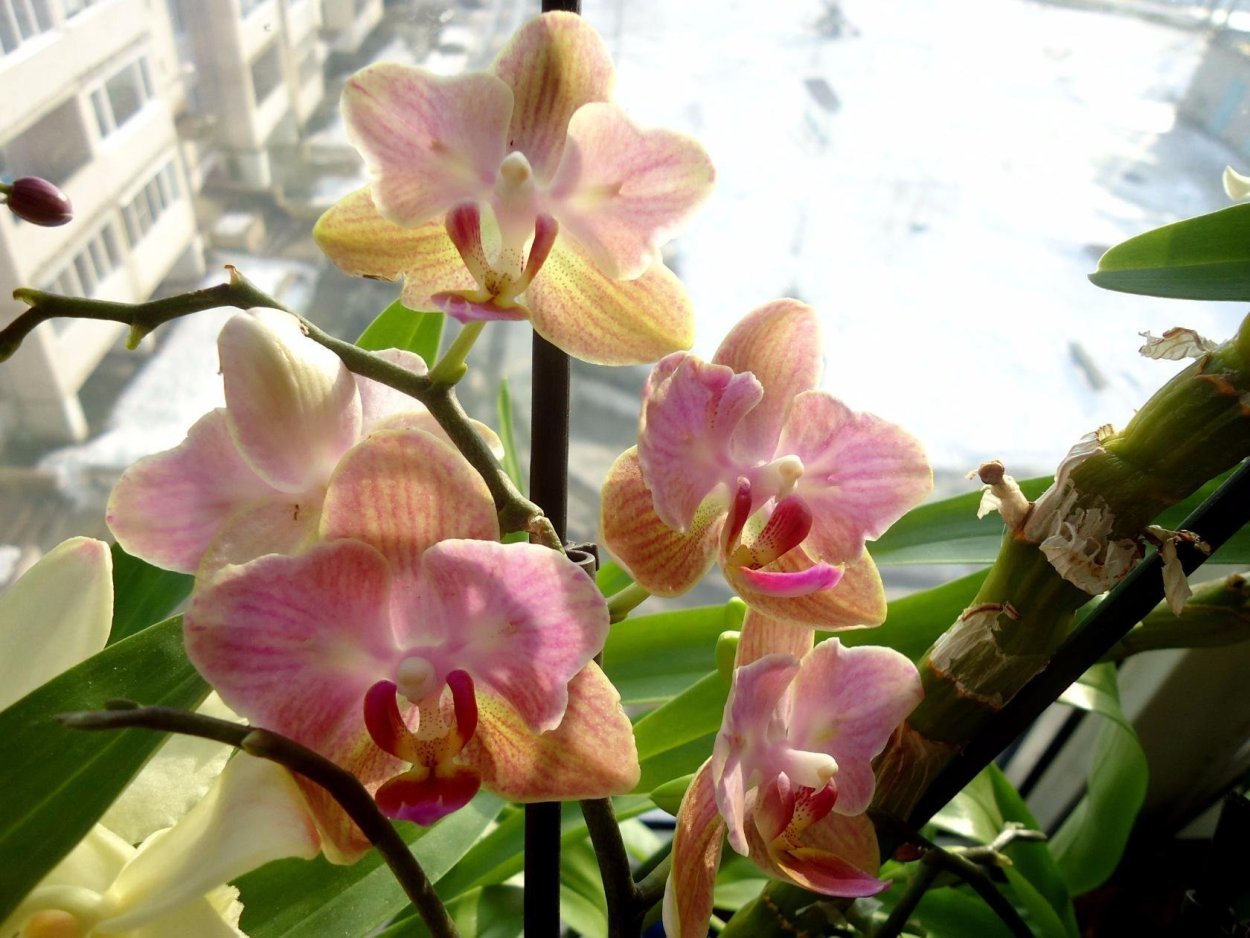 Фаленопсис Менкар