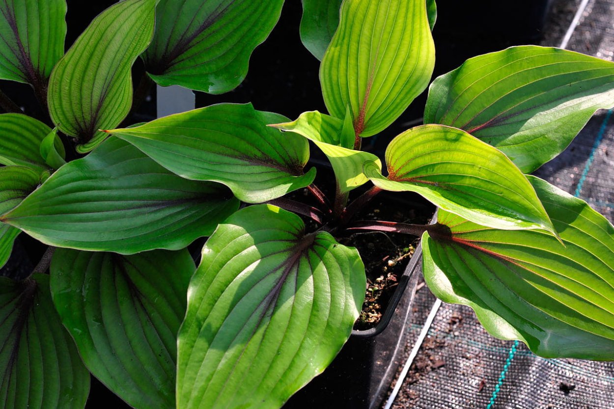 Хоста Олмоуст almost