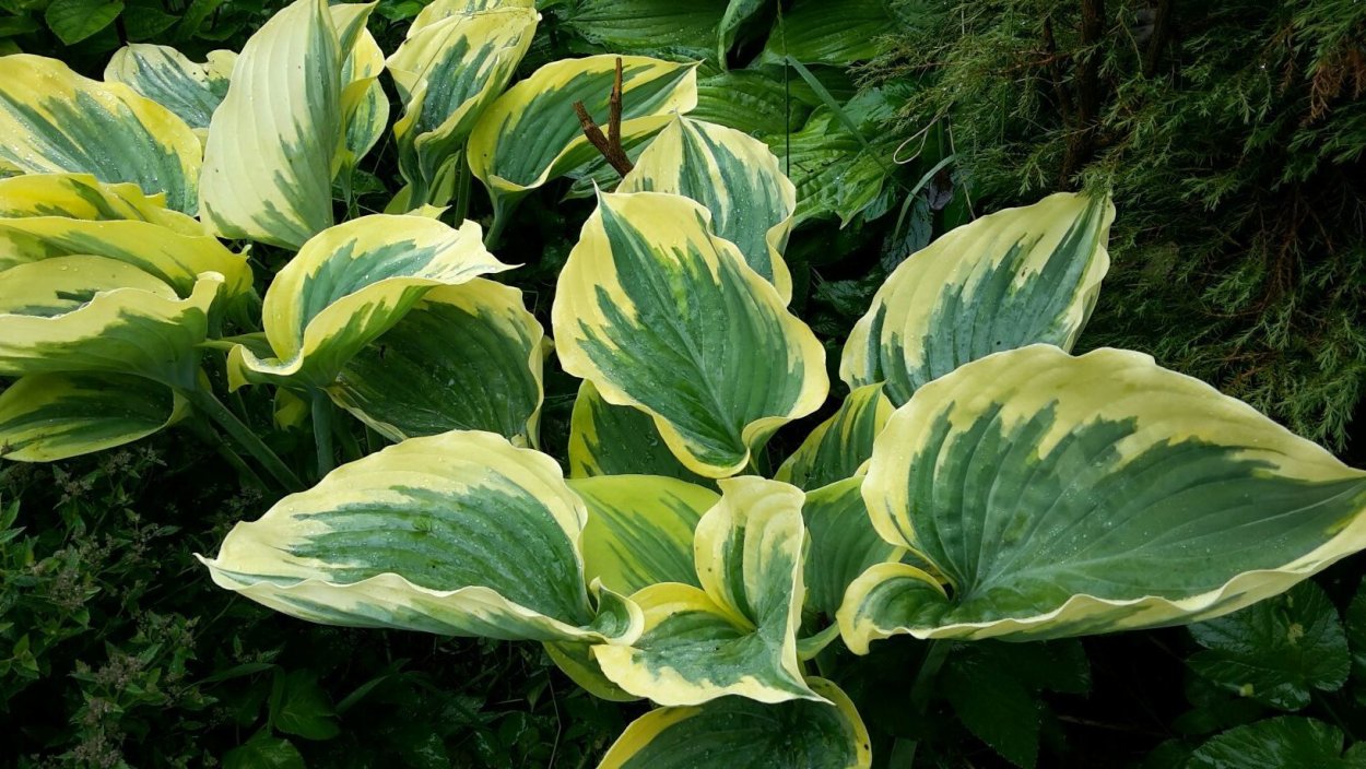 Хоста Силк роад