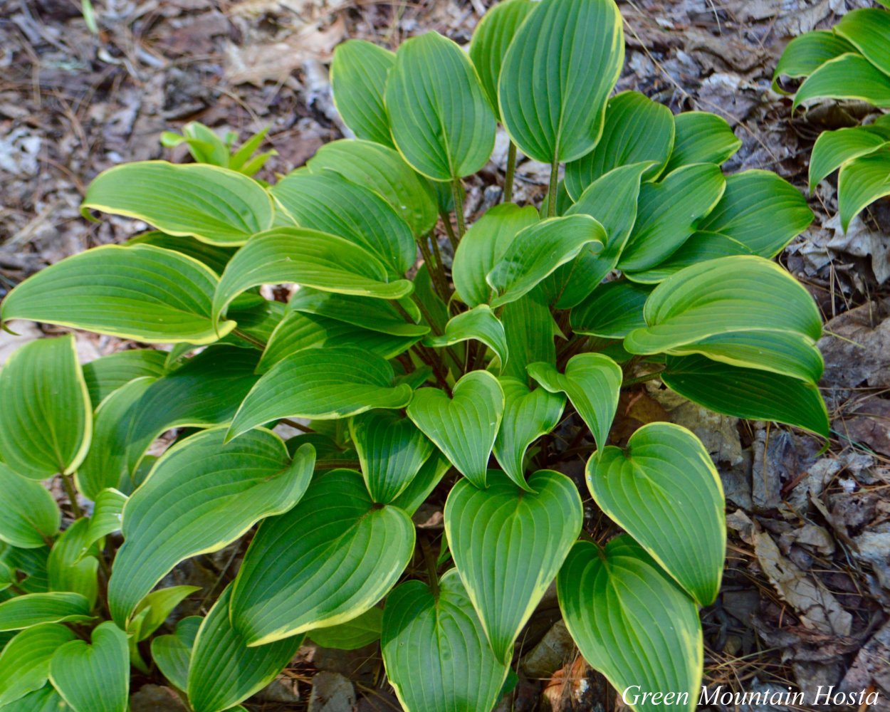 Хоста Рэд экспейшн