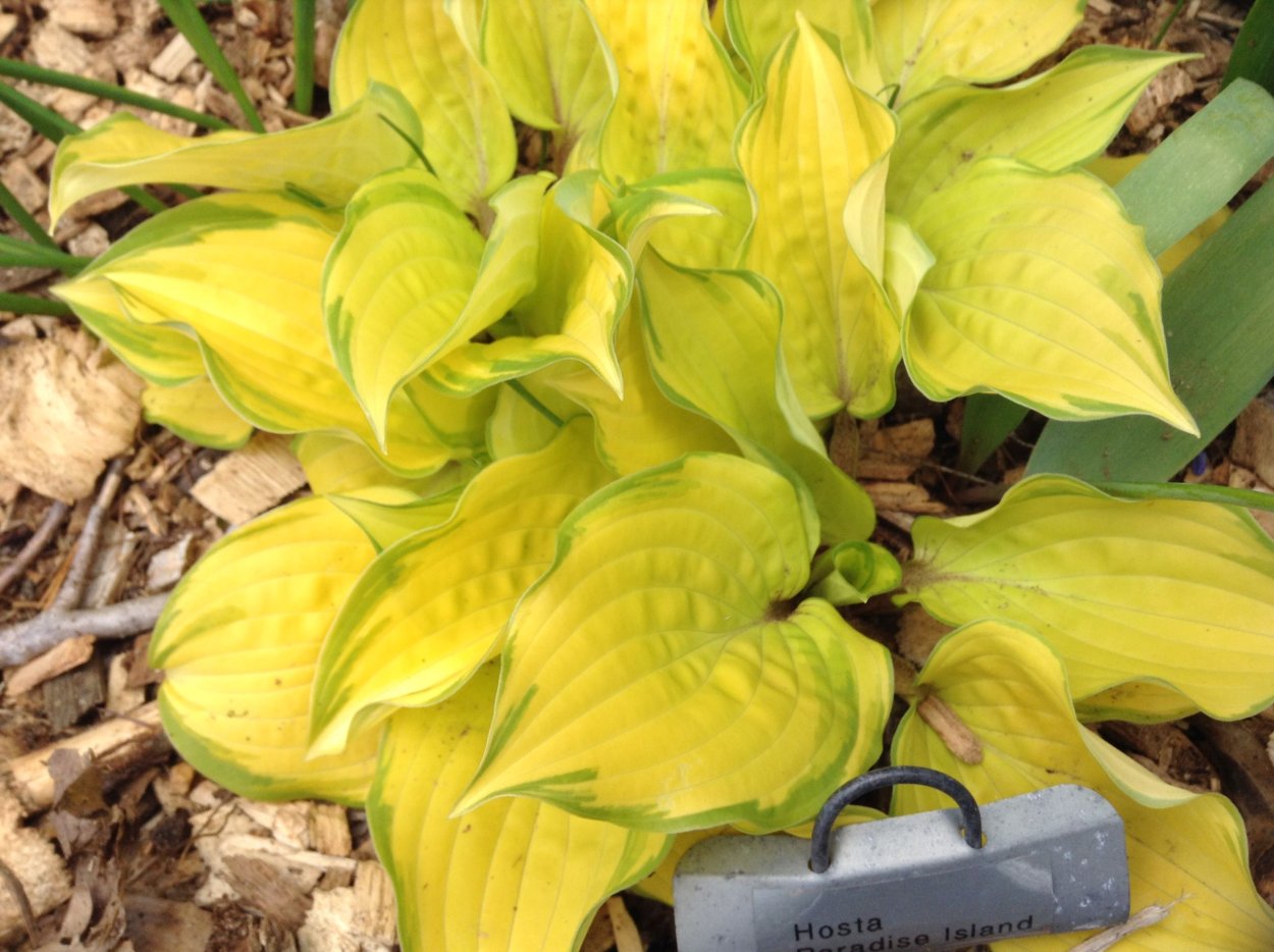 Хоста Парадиз Исланд