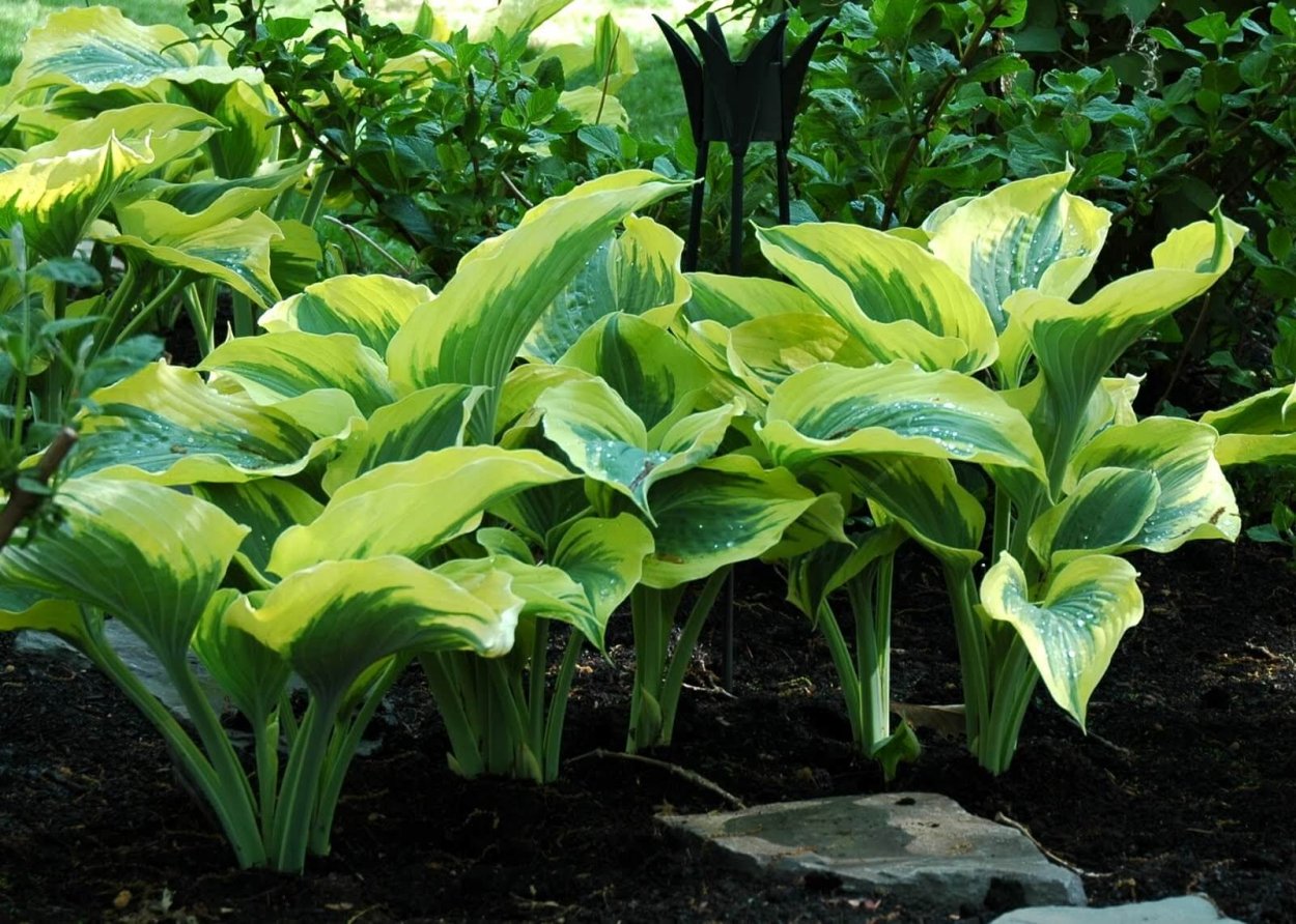 Хоста Hosta Liberty