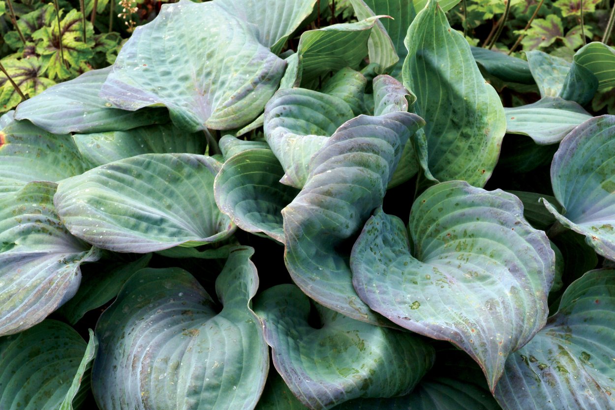 Хоста Aquamarine