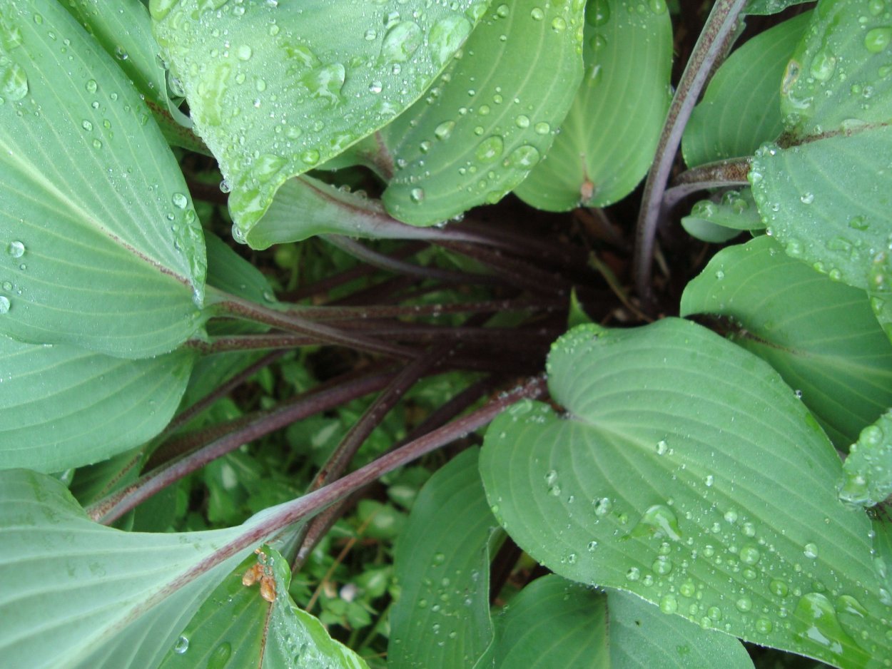 Хоста ред Октоубер