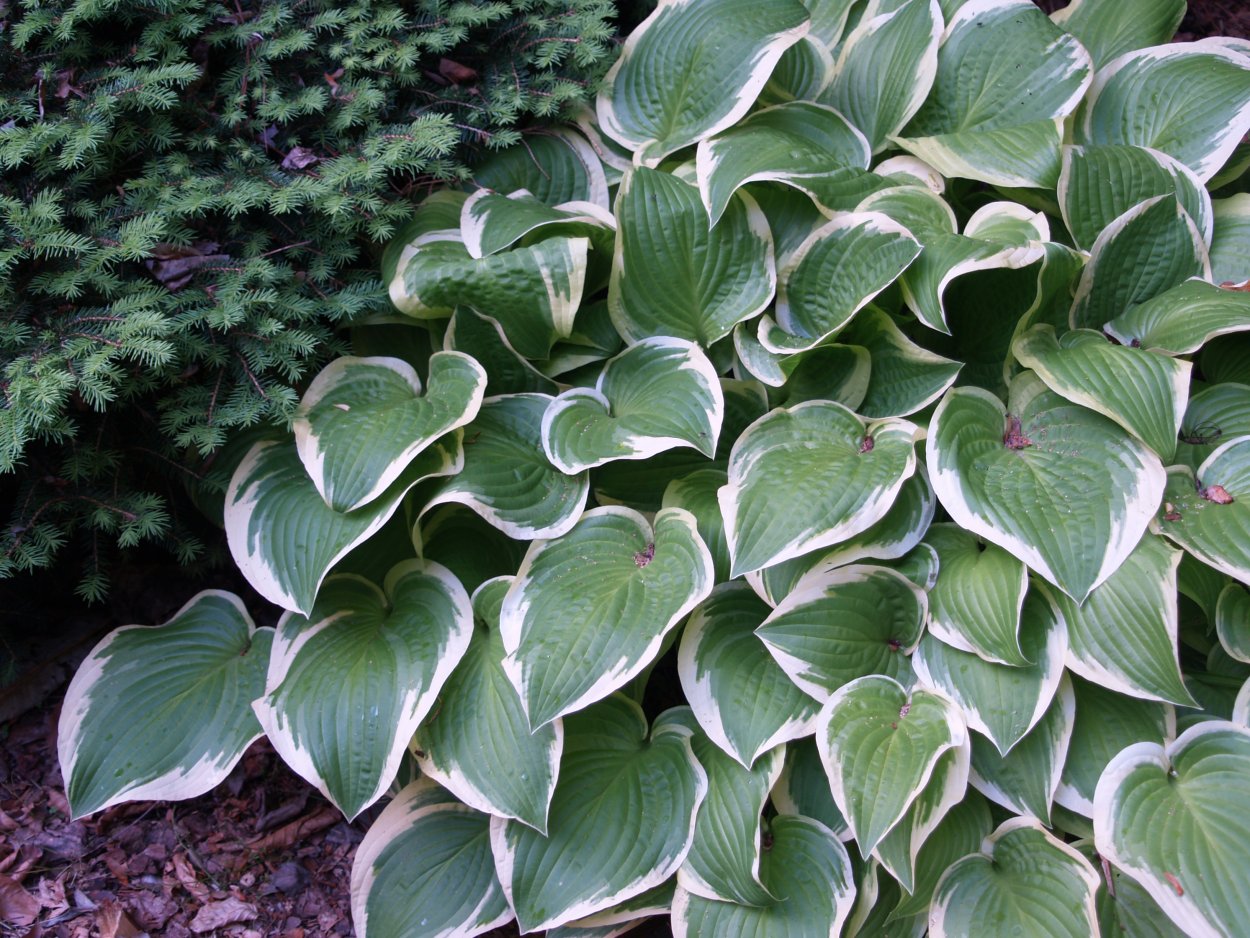 Хоста Регал Сплендор