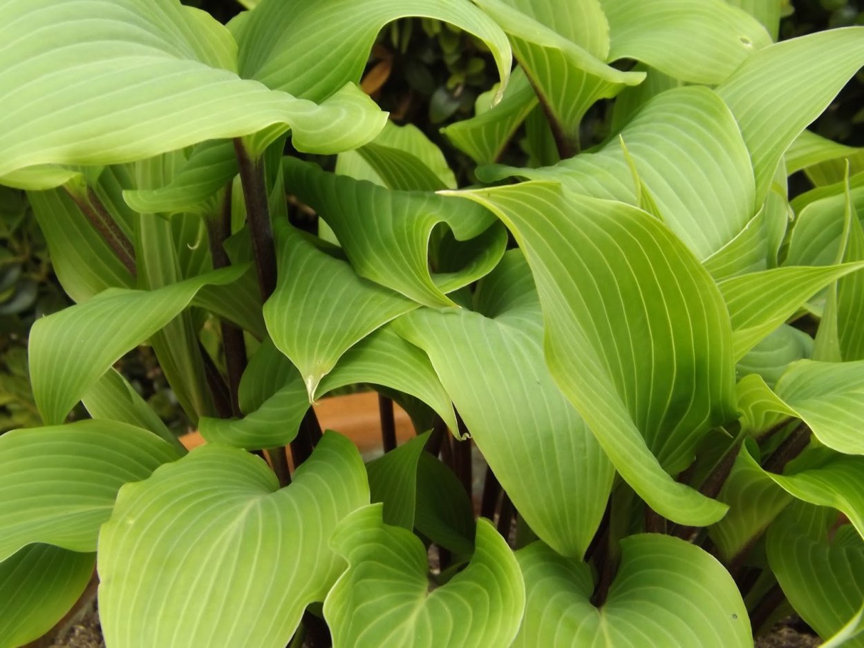 Хоста Red Hostas