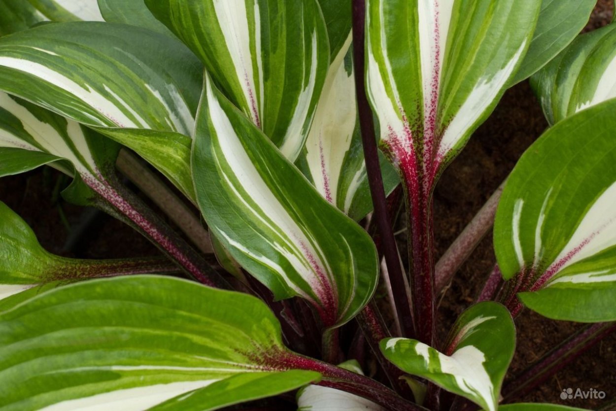 Хоста красночерешковая