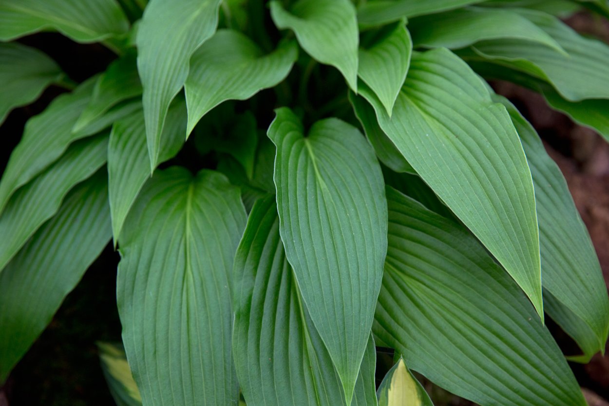 Хоста kiyosumiensis