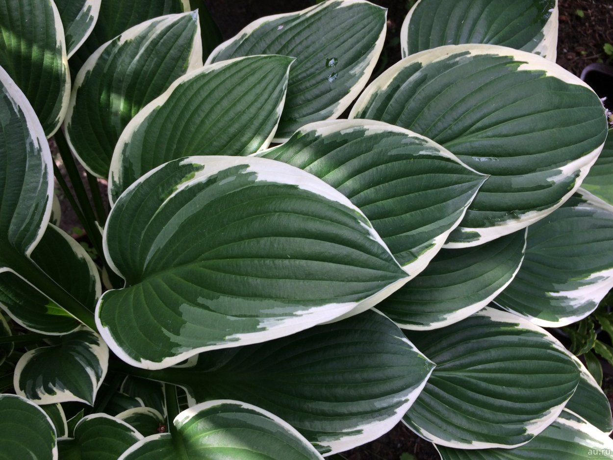 Хоста Франси Hosta Francee