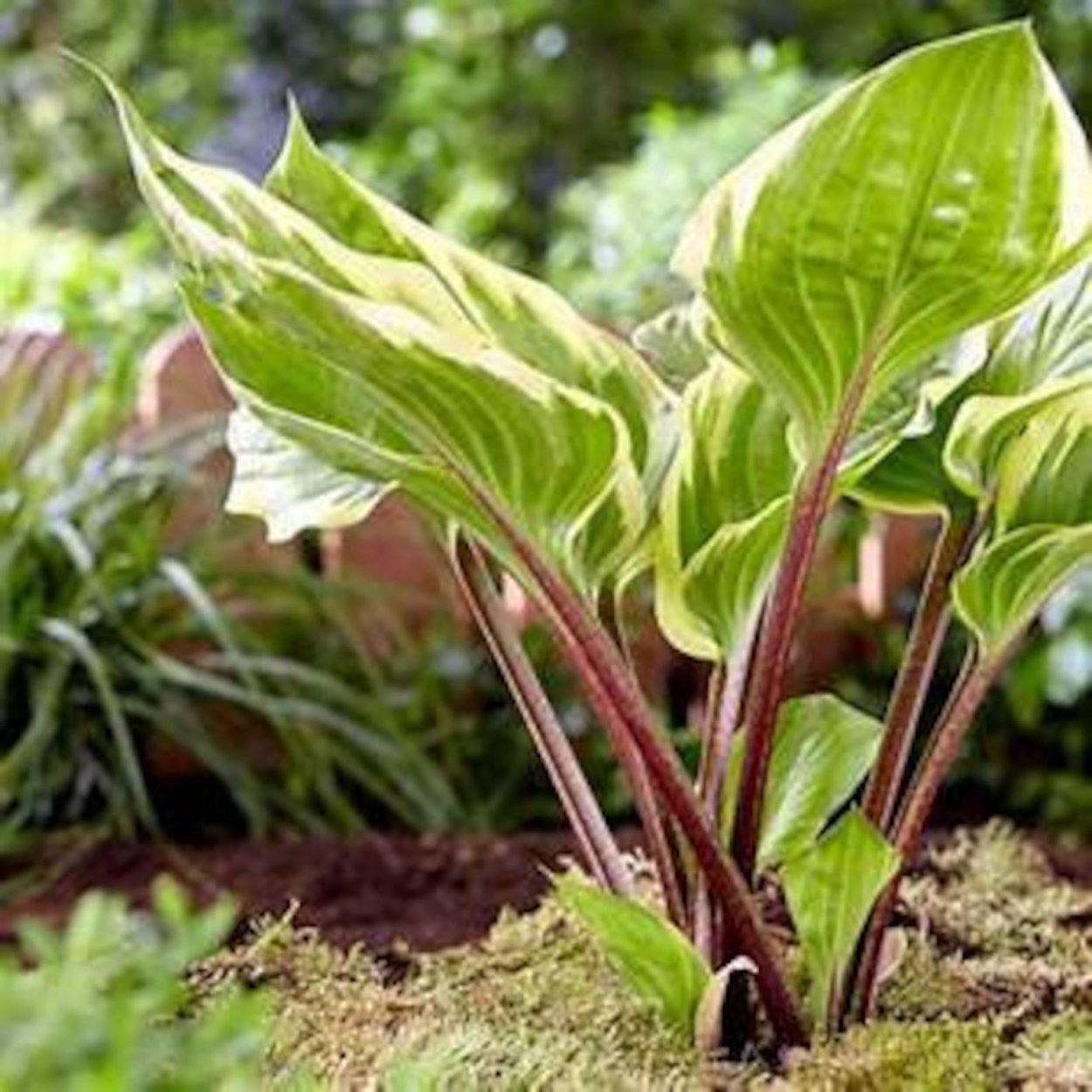 Хоста сорбет Sorbet