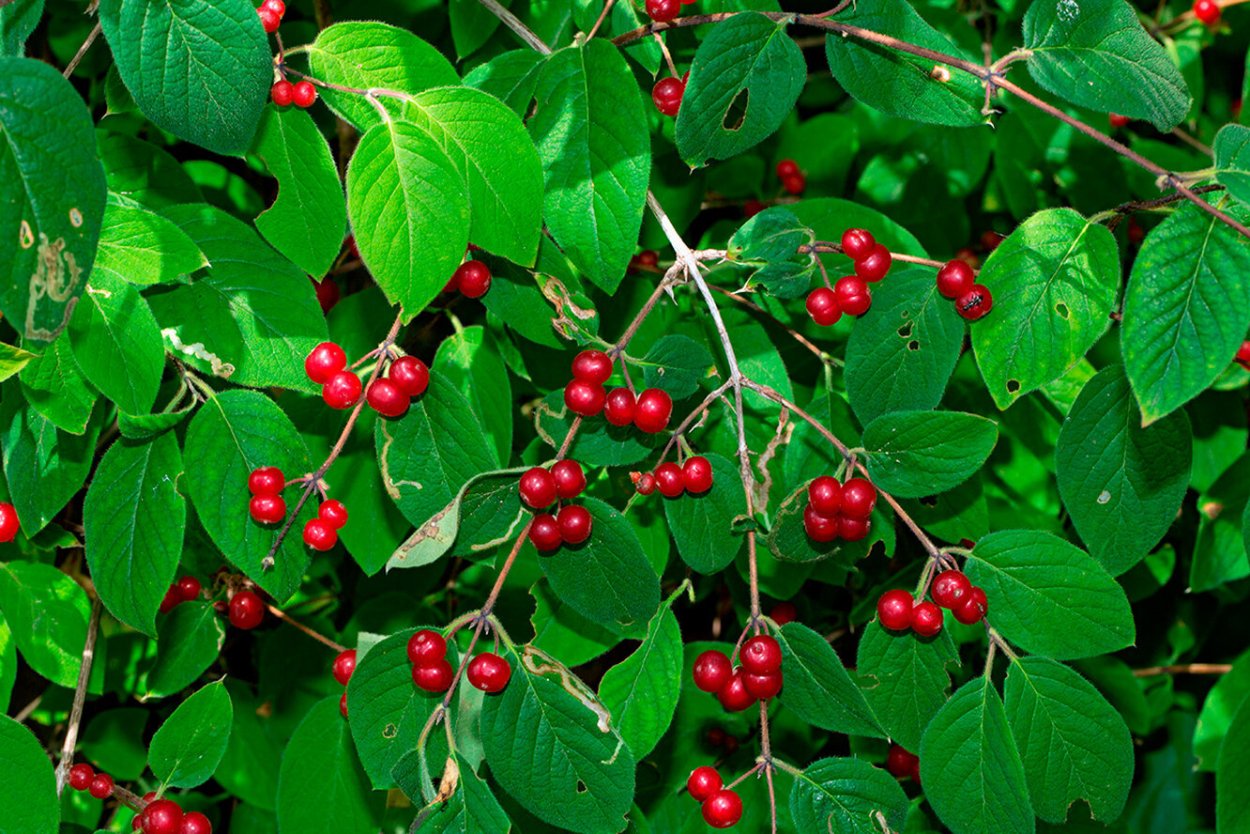 Лесное растение с красными ягодами