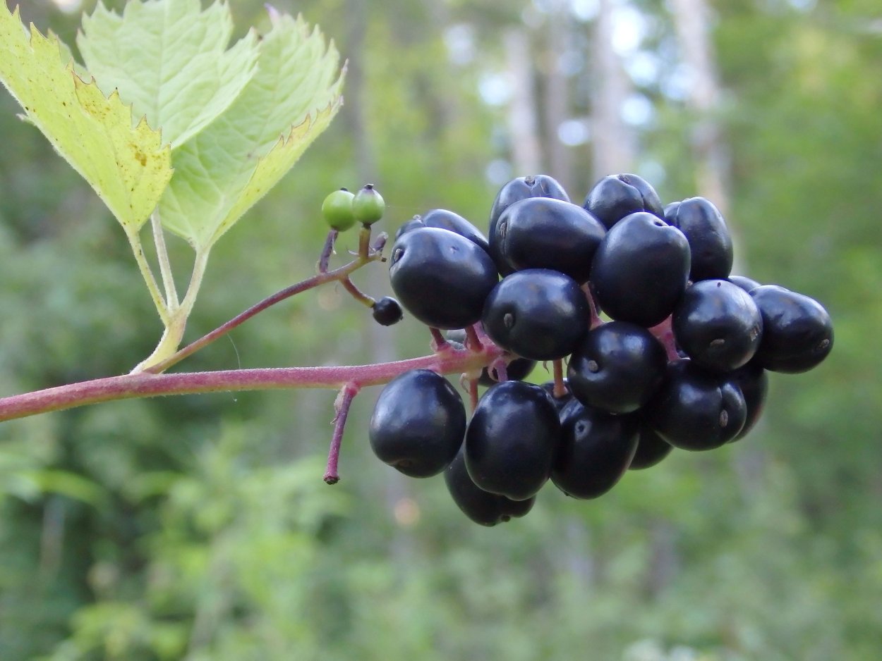 Лиана диоскорефиллум кумминисии,